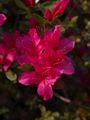 Rhododendron Diamant Azalia